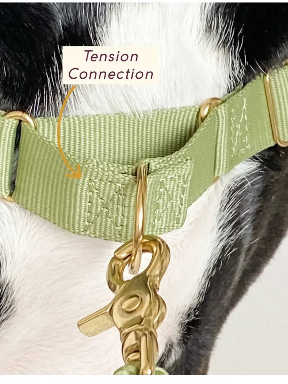 AWOO Roam Harness in Large & Infinity Leash